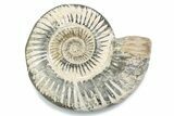 Polished Jurassic Ammonite (Perisphinctes) - Madagascar #378945-1